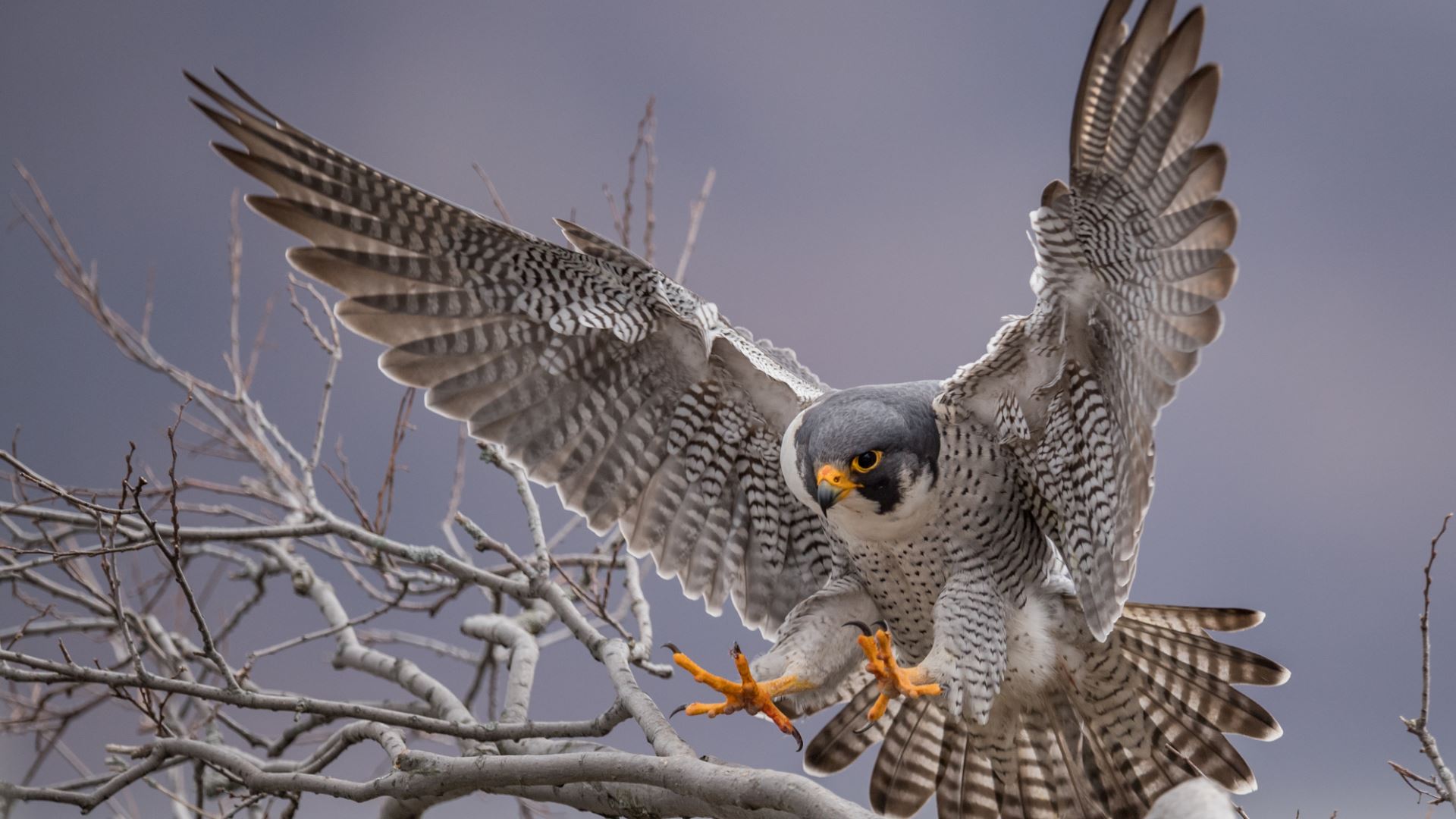 Peregrine